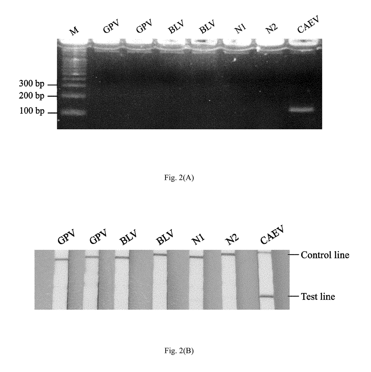 Method and kit for the field diagnosis of caprine arthritis-encephalitis virus (CAEV) infection