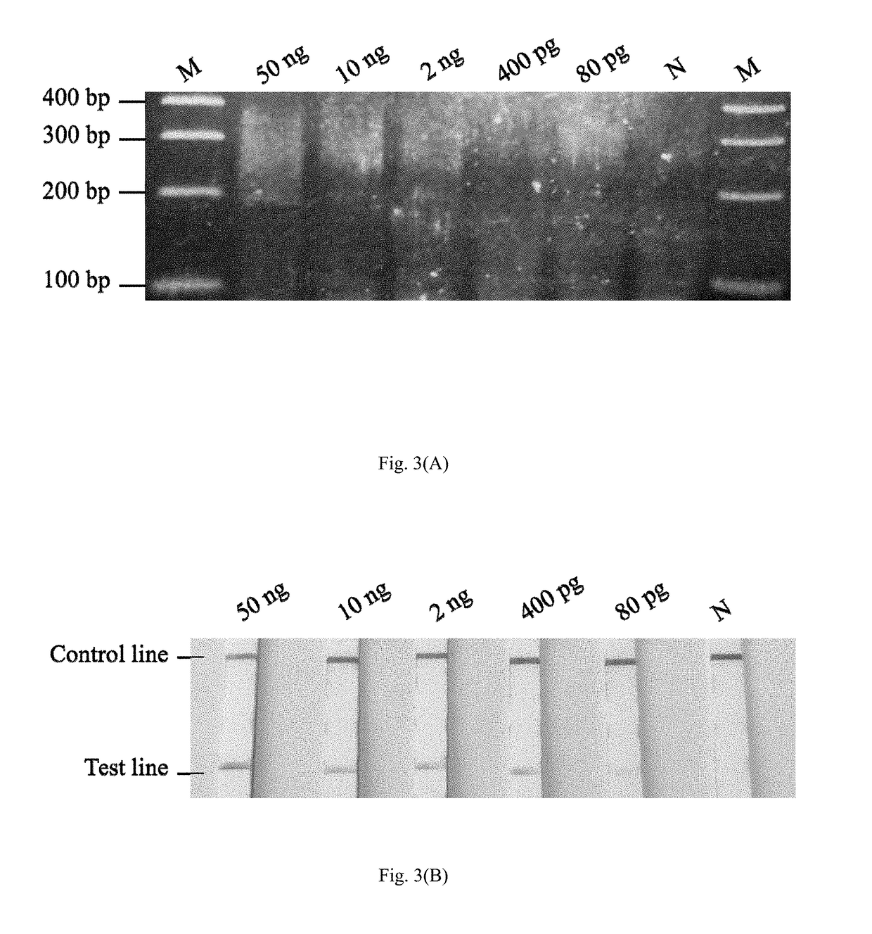 Method and kit for the field diagnosis of caprine arthritis-encephalitis virus (CAEV) infection