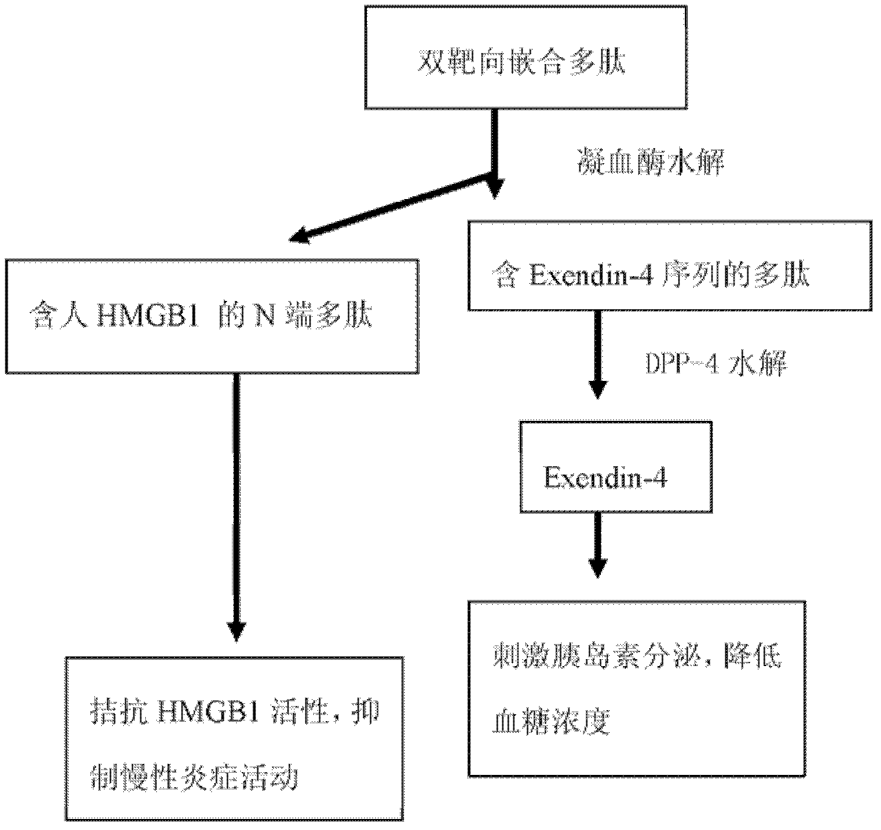 Thrombin activity based chimeric peptide with double targeting effects and application thereof