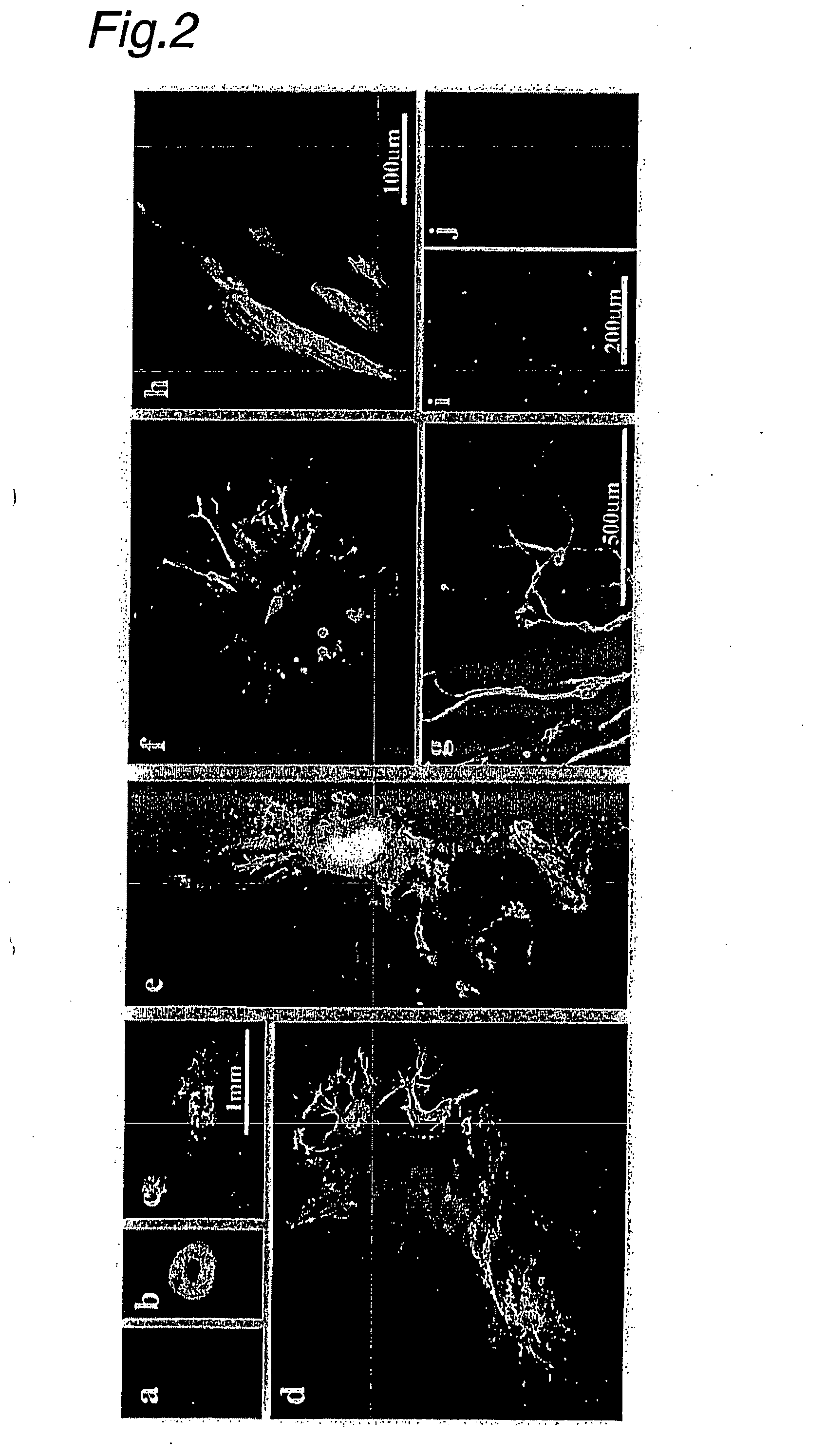 Neuronal cells obtained by electric pulse treatment of es cells