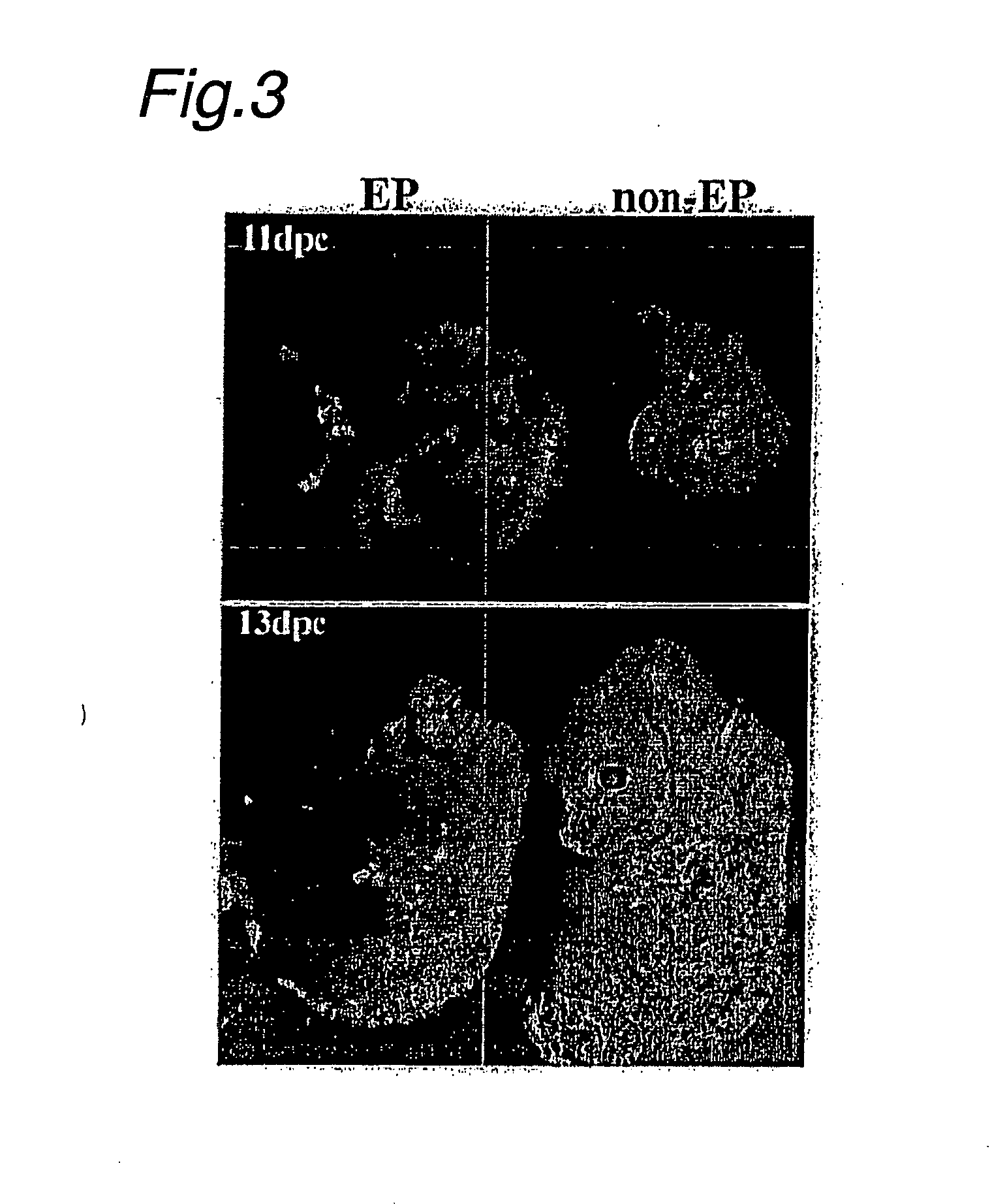 Neuronal cells obtained by electric pulse treatment of es cells