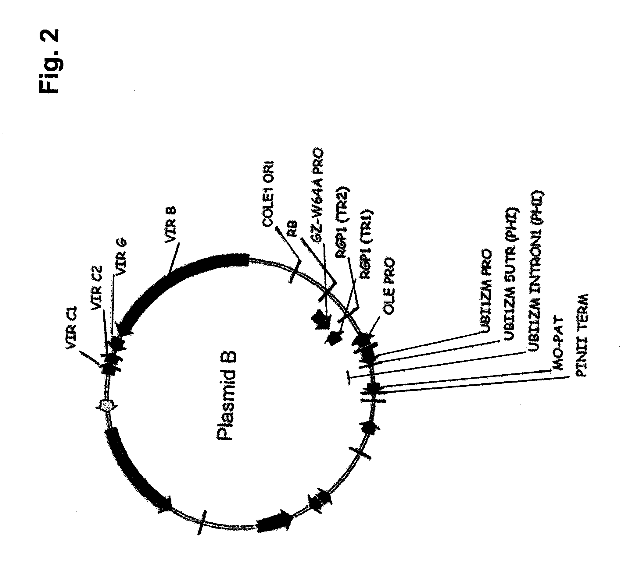 Compositions and methods for modulating expression of gene products