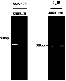 Composition for efficiently removing mycoplasma contamination in cell culture process