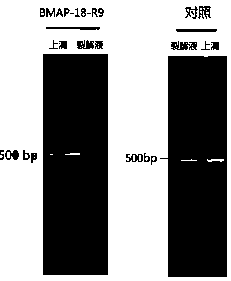 Composition for efficiently removing mycoplasma contamination in cell culture process