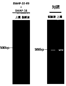 Composition for efficiently removing mycoplasma contamination in cell culture process