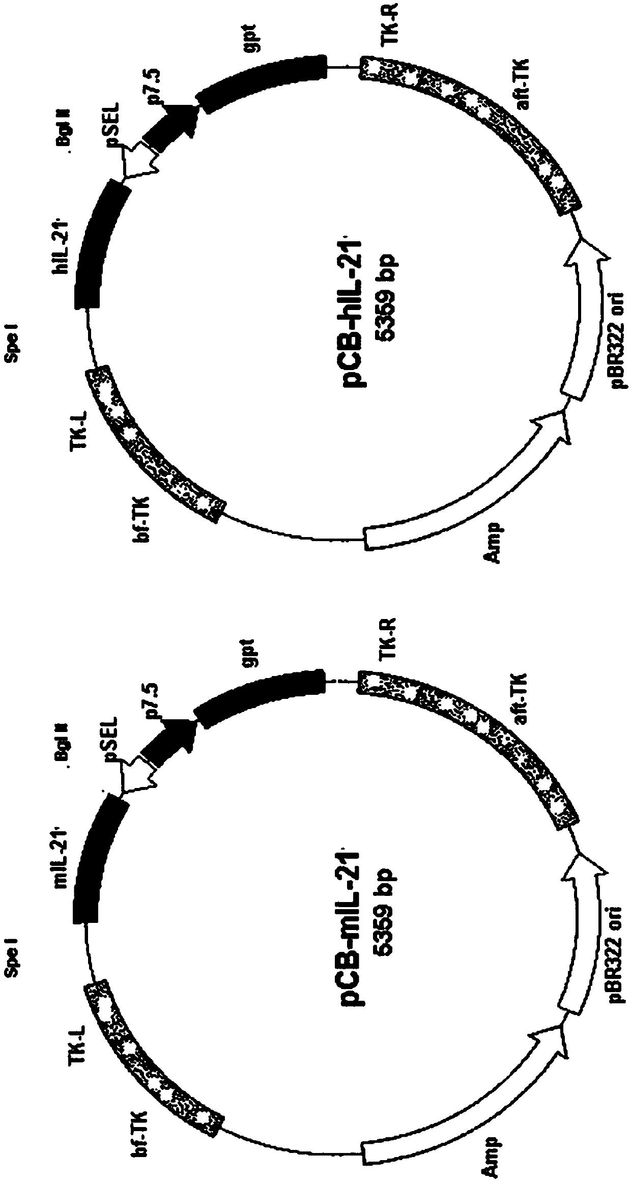 Isolated recombinant oncolytic poxvirus, pharmaceutical composition and use thereof in the treatment of tumors and/or cancer