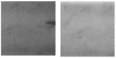 Sustained-release mildewproof/antibacterial and self-cleaning bifunctional casein-based nanometer microcapsule coating material and preparation method thereof