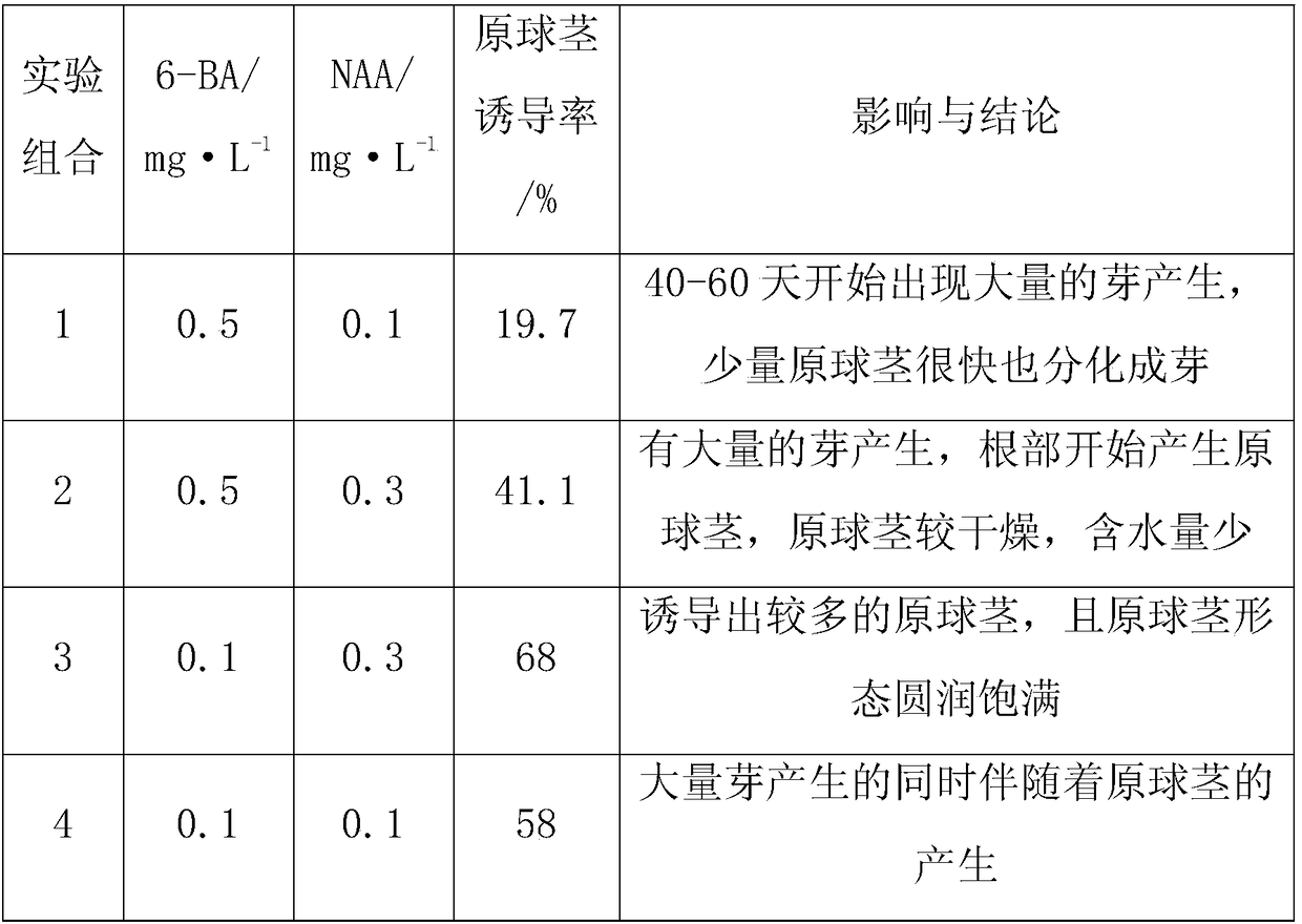 A kind of method for rapid propagation of dendrobium officinale protocorm tissue culture