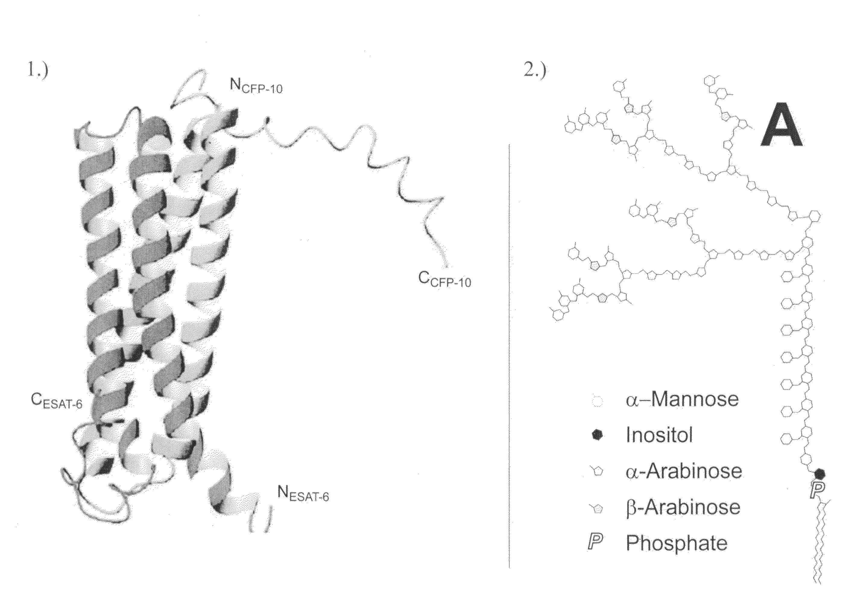 Lipid insertion for antigen capture and presentation and use as a sensor platform