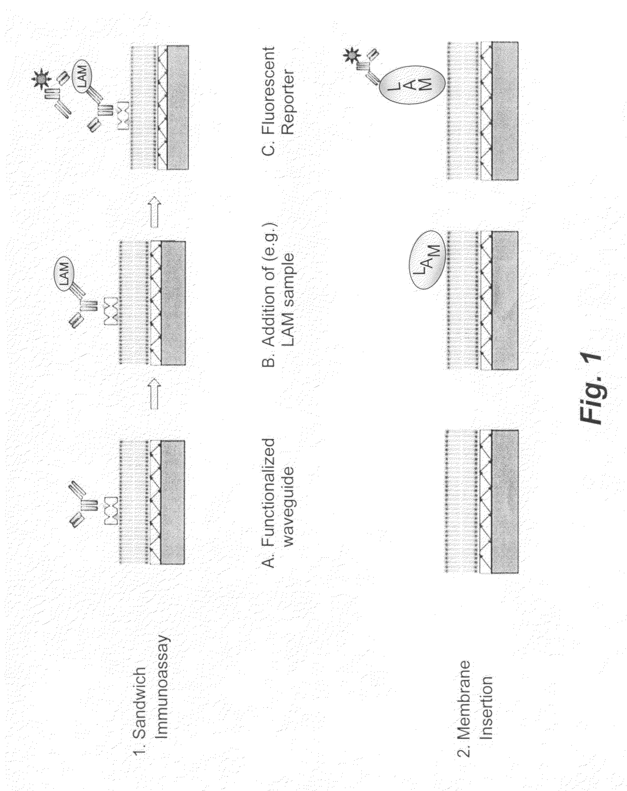 Lipid insertion for antigen capture and presentation and use as a sensor platform