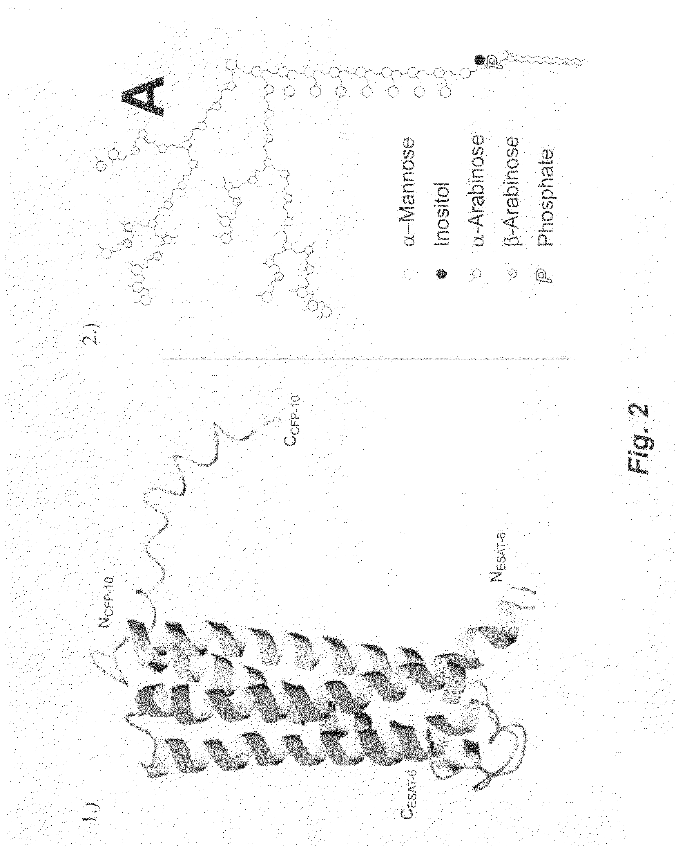 Lipid insertion for antigen capture and presentation and use as a sensor platform