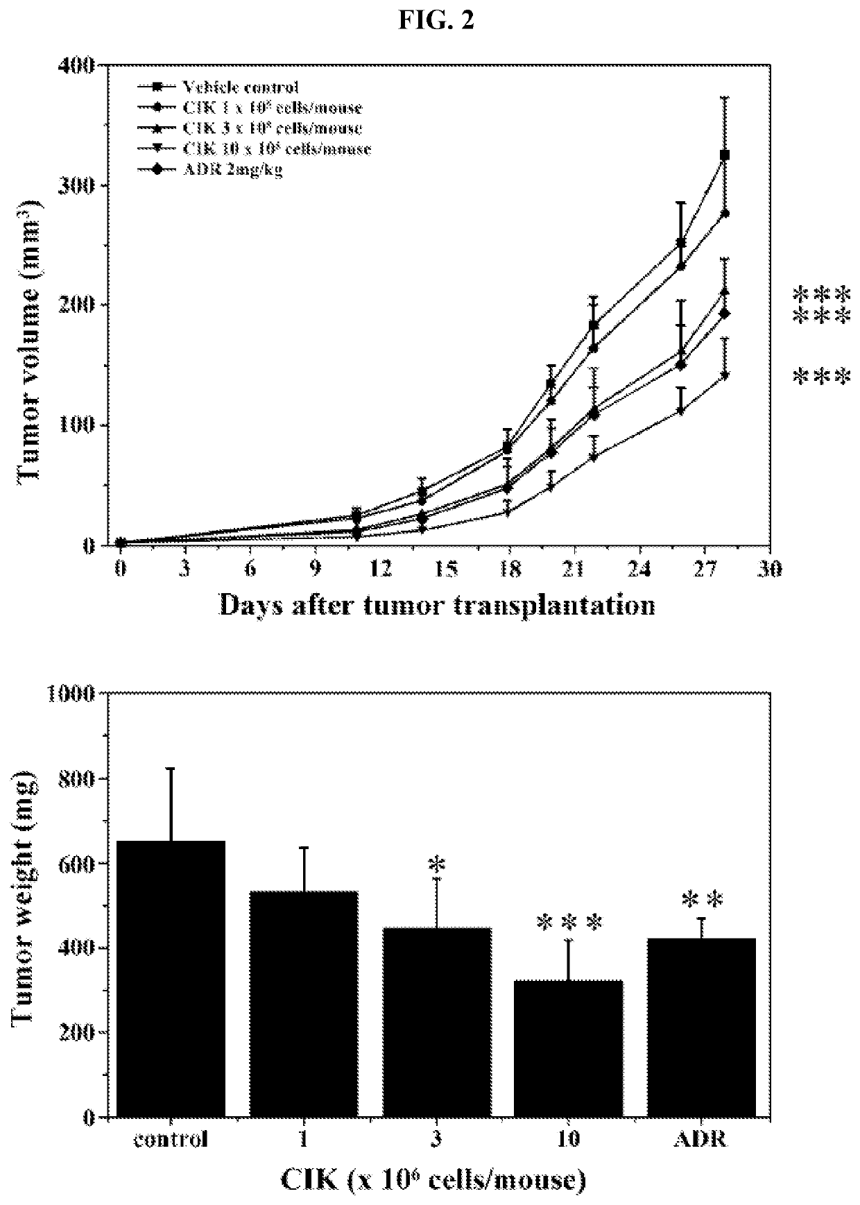 Activated lymphocytes comprising cytokine-induced killer cells and preparation method therefor