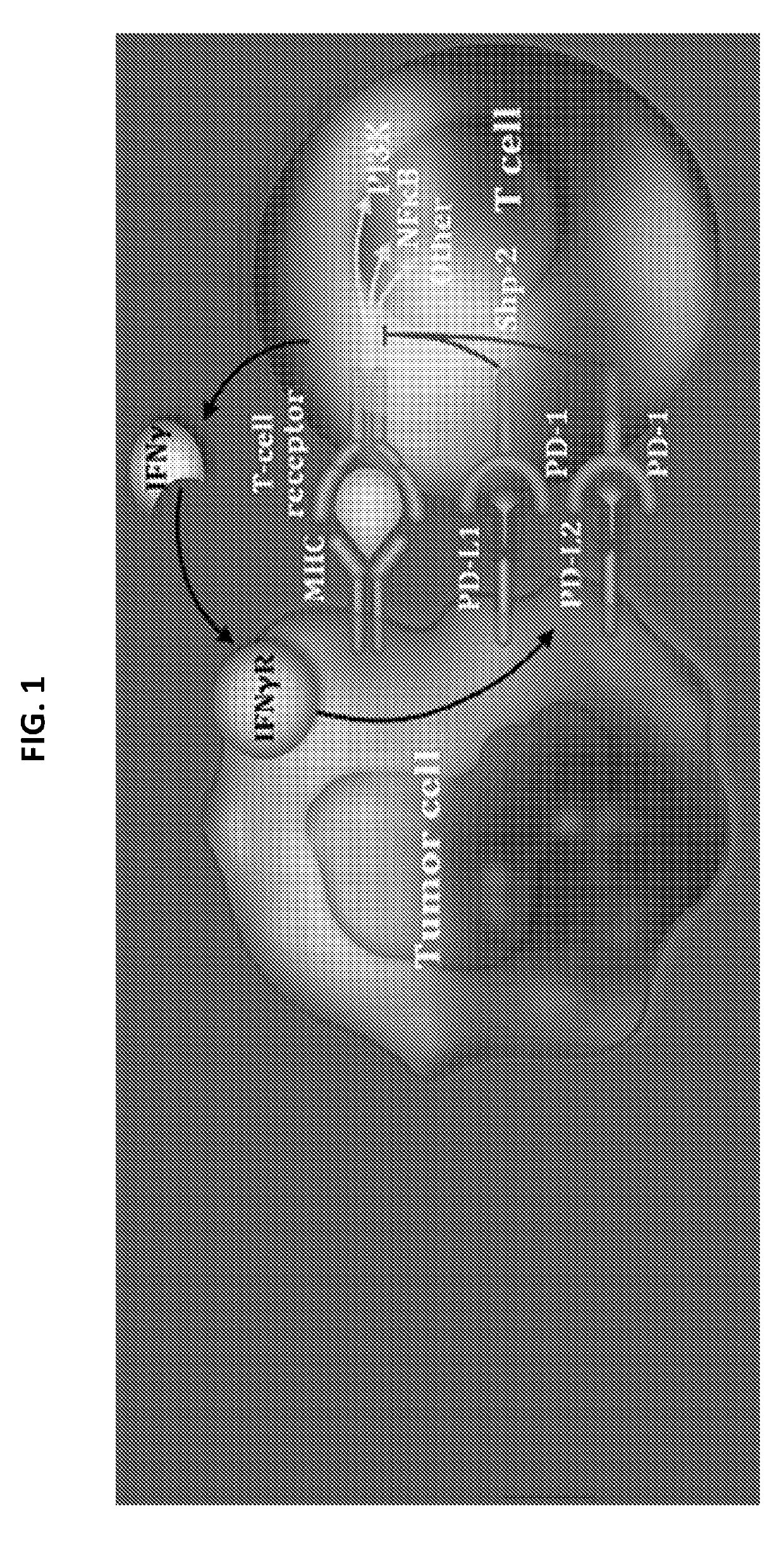 Use of an Anti-pd-1 antibody in combination with an Anti-cd30 antibody in cancer treatment