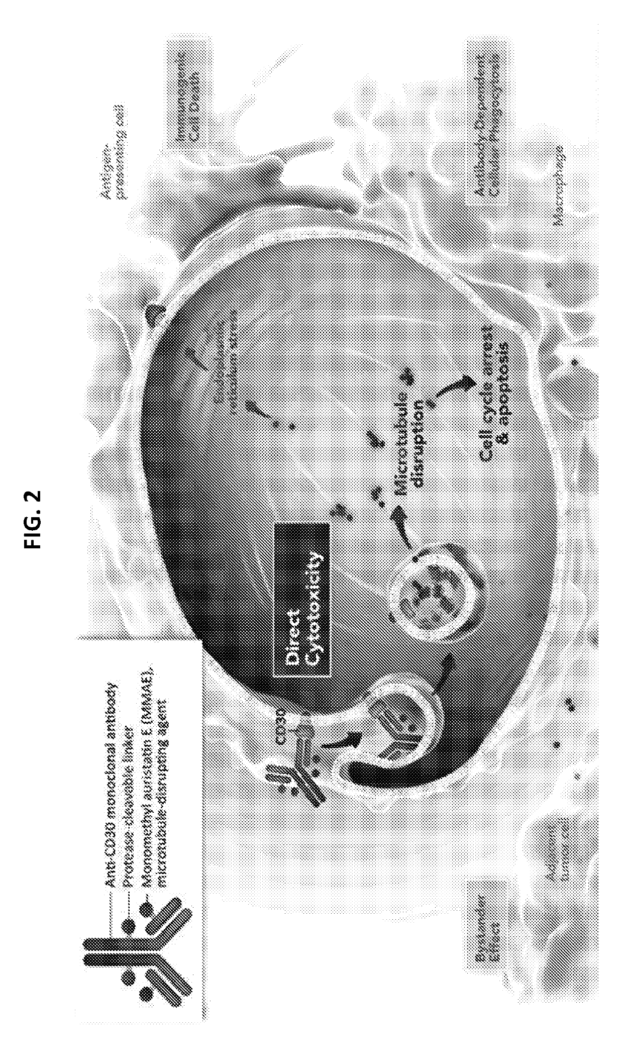 Use of an Anti-pd-1 antibody in combination with an Anti-cd30 antibody in cancer treatment