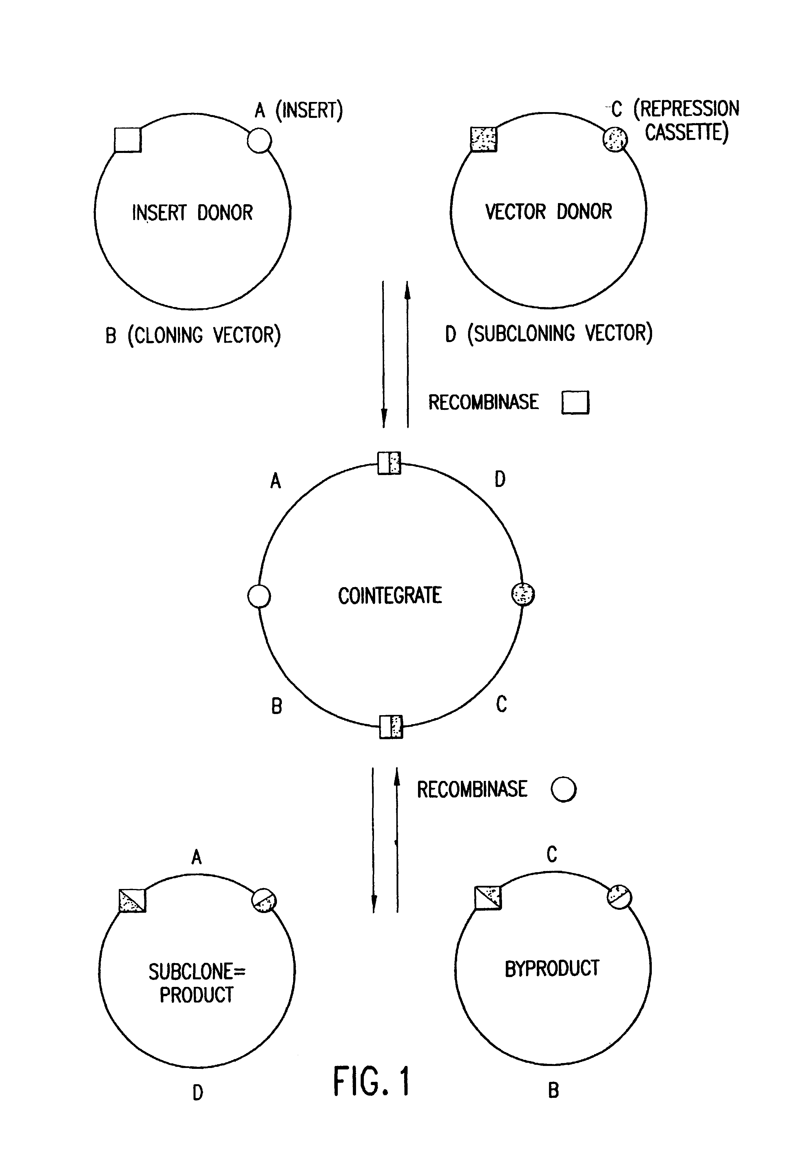 Methods and compositions for synthesis of nucleic acid molecules using multiple recognition sites