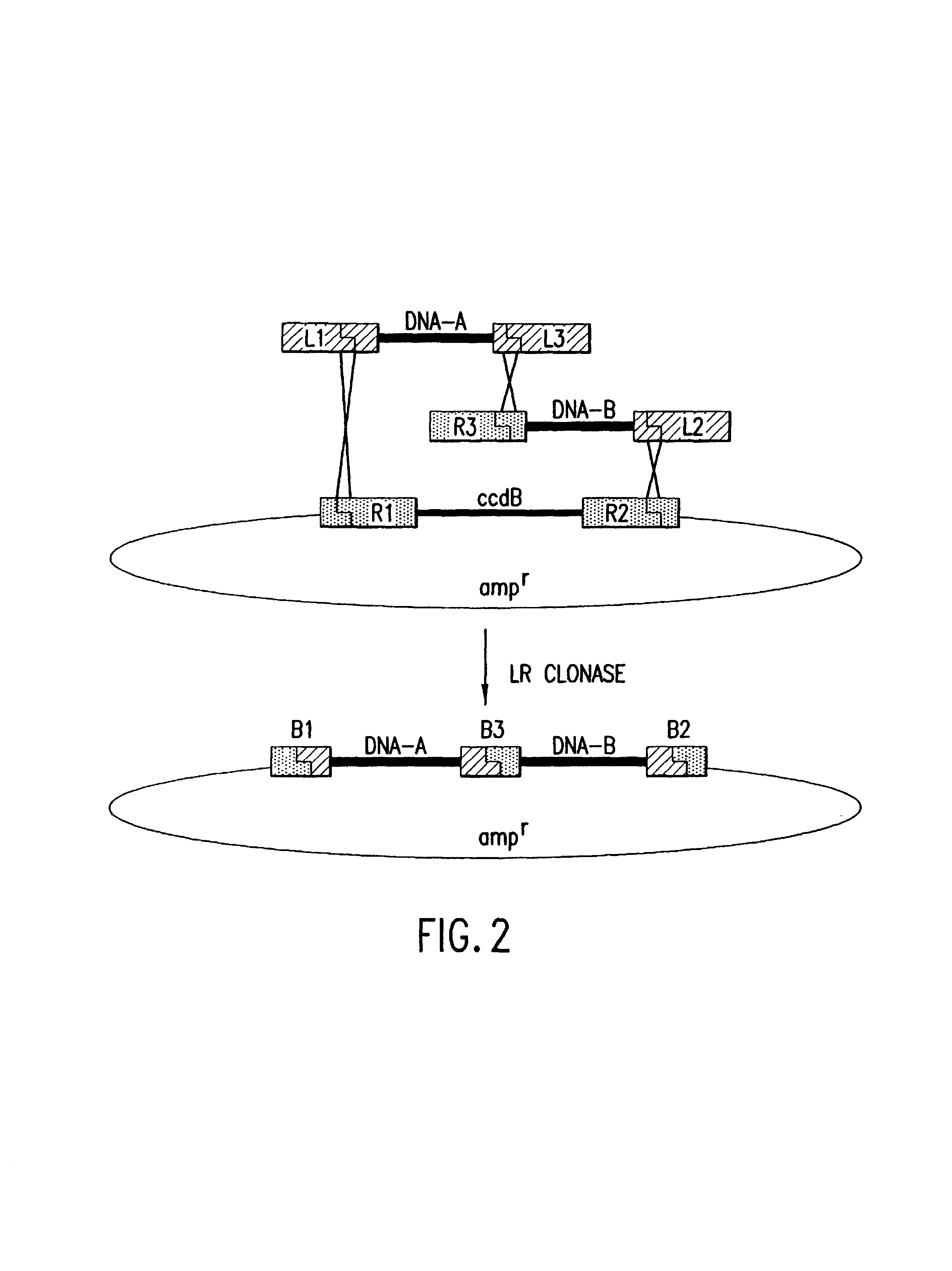 Methods and compositions for synthesis of nucleic acid molecules using multiple recognition sites