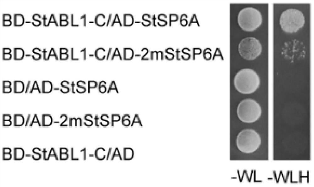 Application of potato StABL1 gene in regulation and control of potato maturity