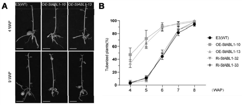 Application of potato StABL1 gene in regulation and control of potato maturity