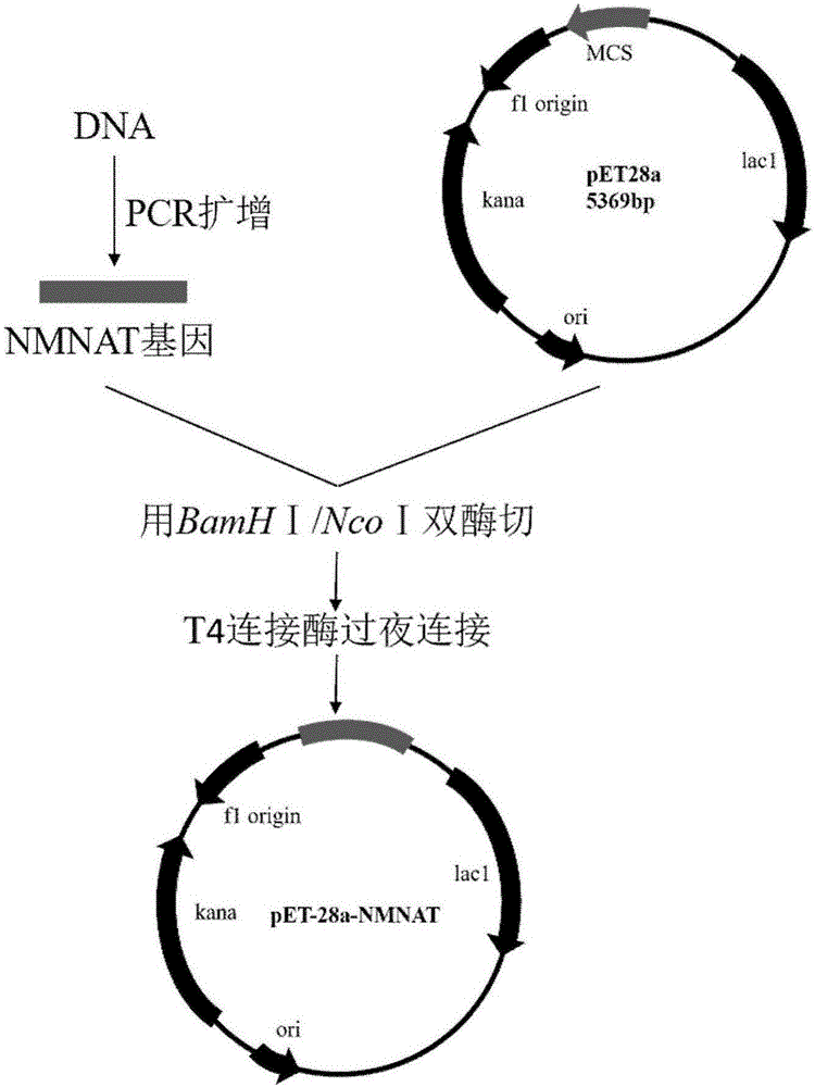 Nicotinamide mononucleotide adenylyl transferase gene and application thereof