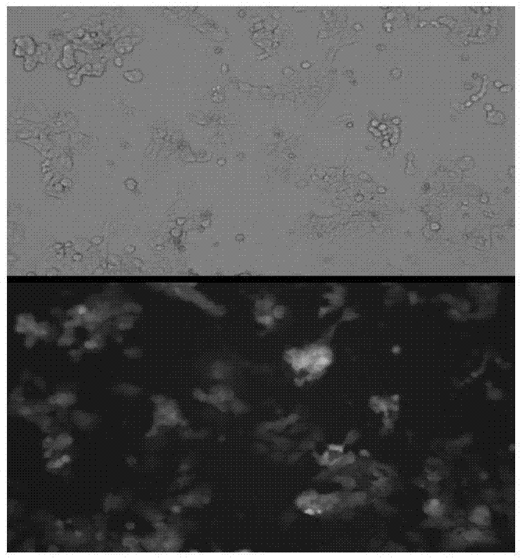 LM3 cell line with Midkine stable low expression and construction method of LM3 cell line