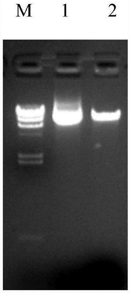 LM3 cell line with Midkine stable low expression and construction method of LM3 cell line