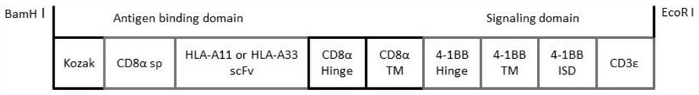 Chimeric antigen receptor targeting HLA-A, coding gene, CAR-Tregs cell and preparation method and application thereof