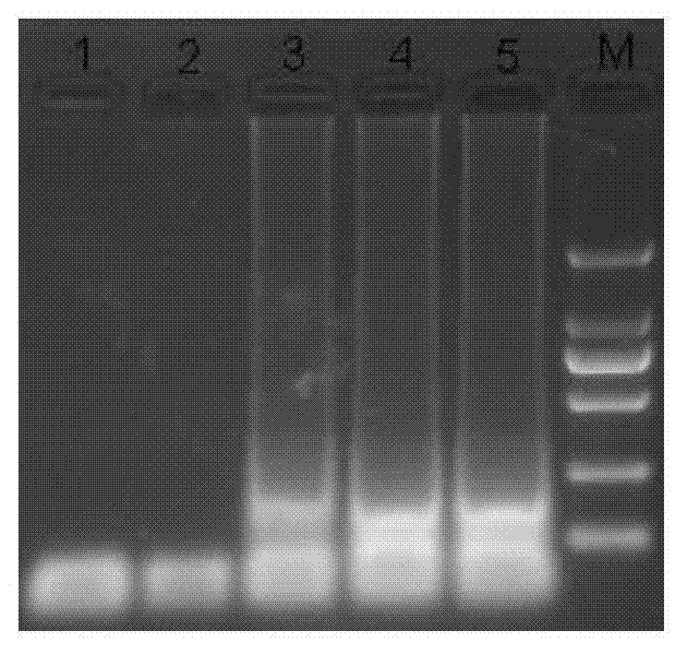 CyHV-2 (Cyprinid herpesvirus II) LAMP (loop-mediated isothermal amplification) detection kit and detection method