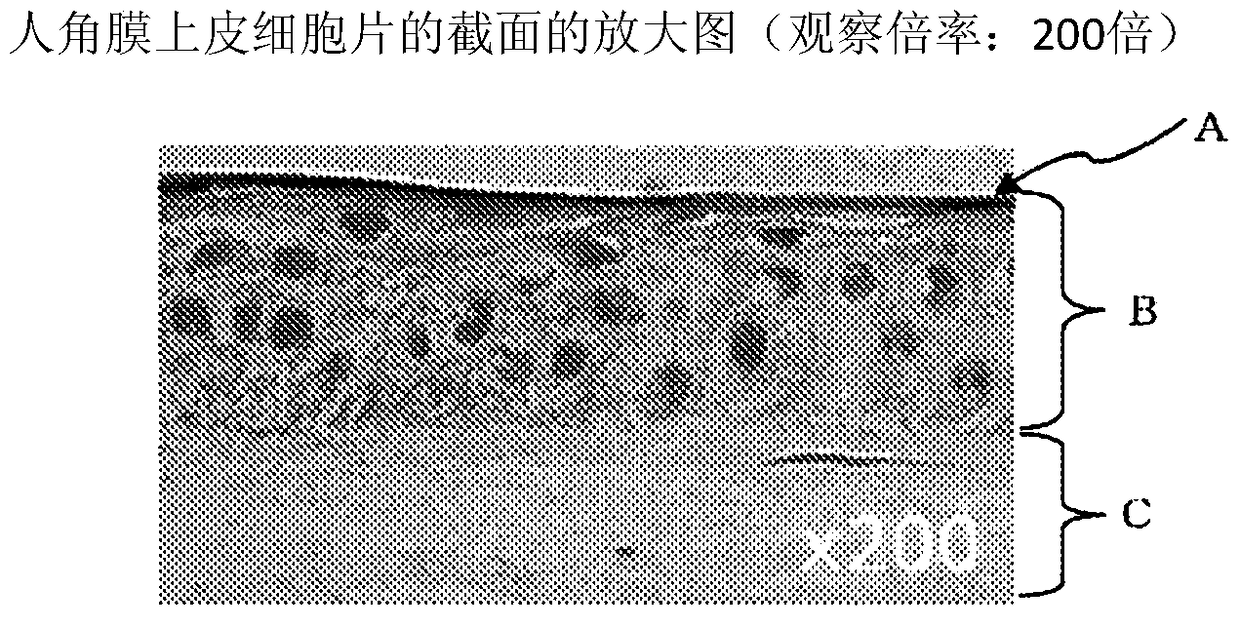 Production method of human corneal epithelial sheet