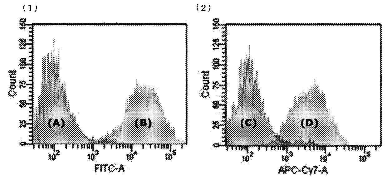 Production method of human corneal epithelial sheet