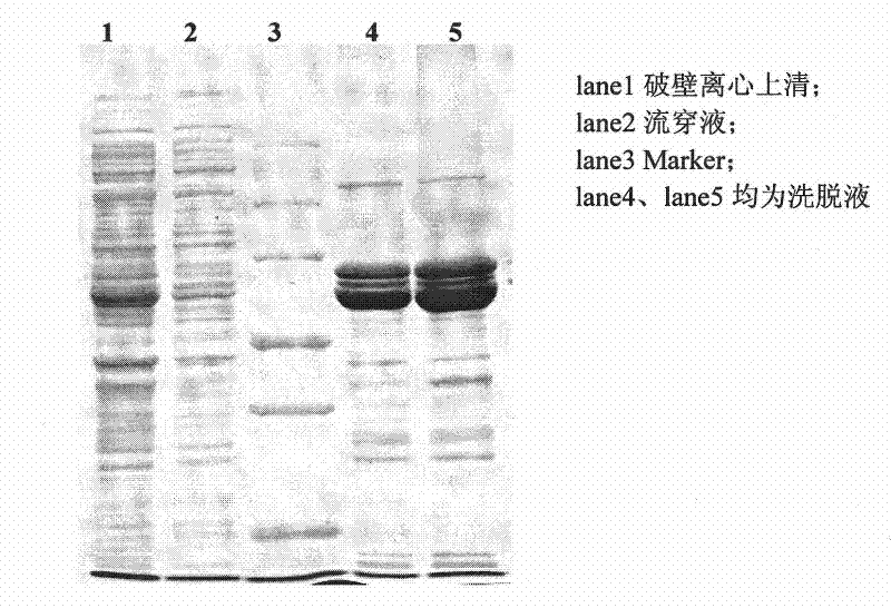 Colibacillus and method for performing soluble expression of transglutaminase proenzyme thereof