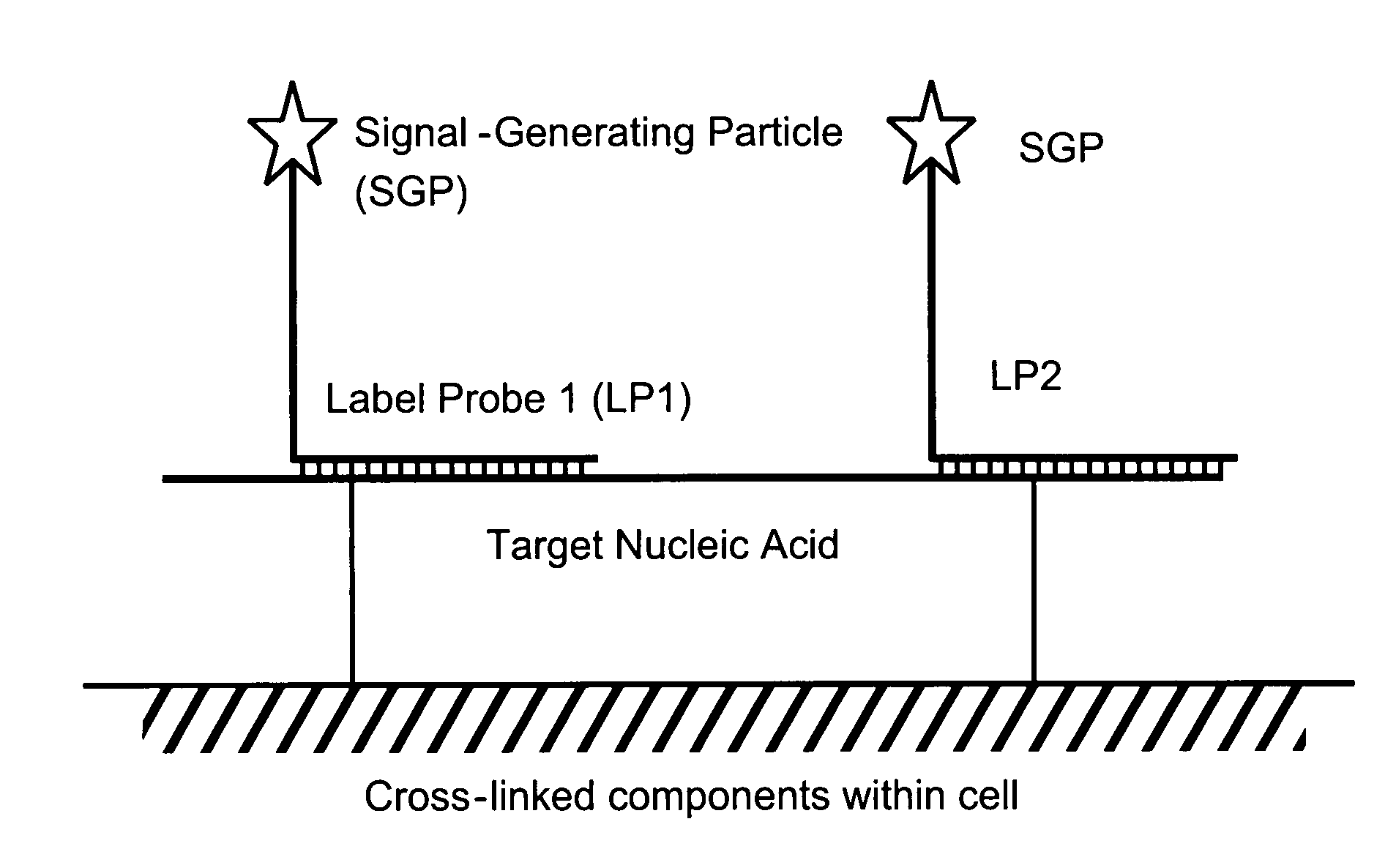 Methods of detecting nucleic acids in individual cells and of identifying rare cells from large heterogeneous cell populations