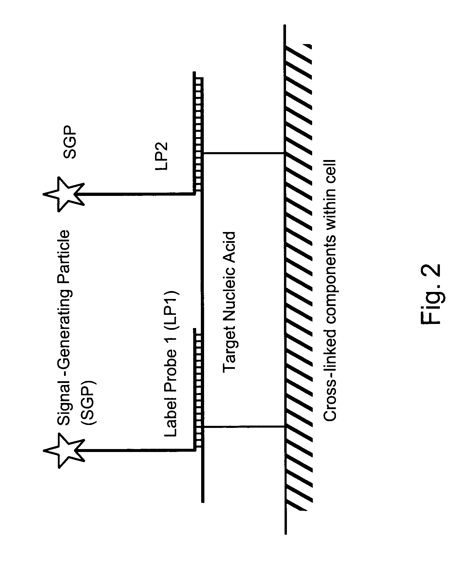 Methods of detecting nucleic acids in individual cells and of identifying rare cells from large heterogeneous cell populations