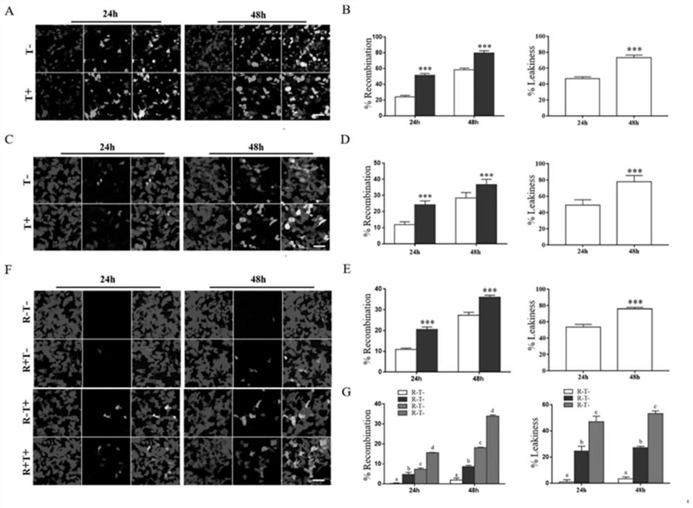 Dual-induction mCreER system capable of tracking cell differentiation and development and establishment and application of dual-induction mCreER system