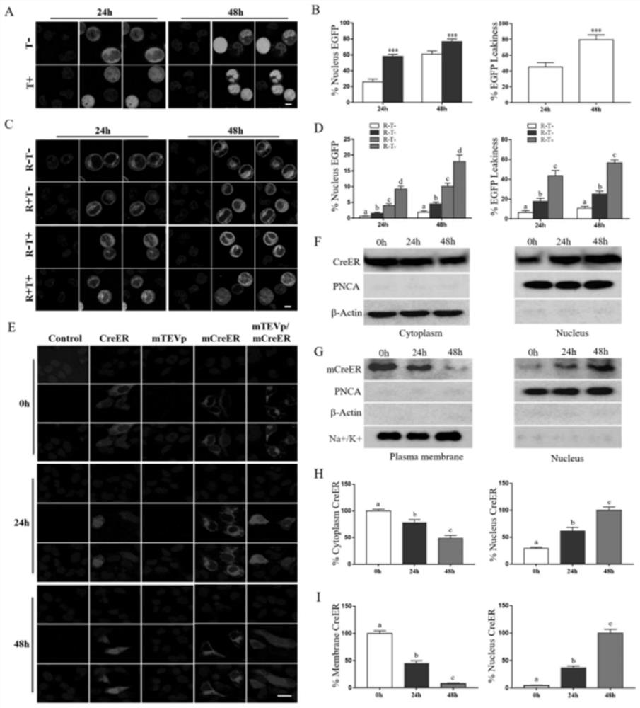 Dual-induction mCreER system capable of tracking cell differentiation and development and establishment and application of dual-induction mCreER system