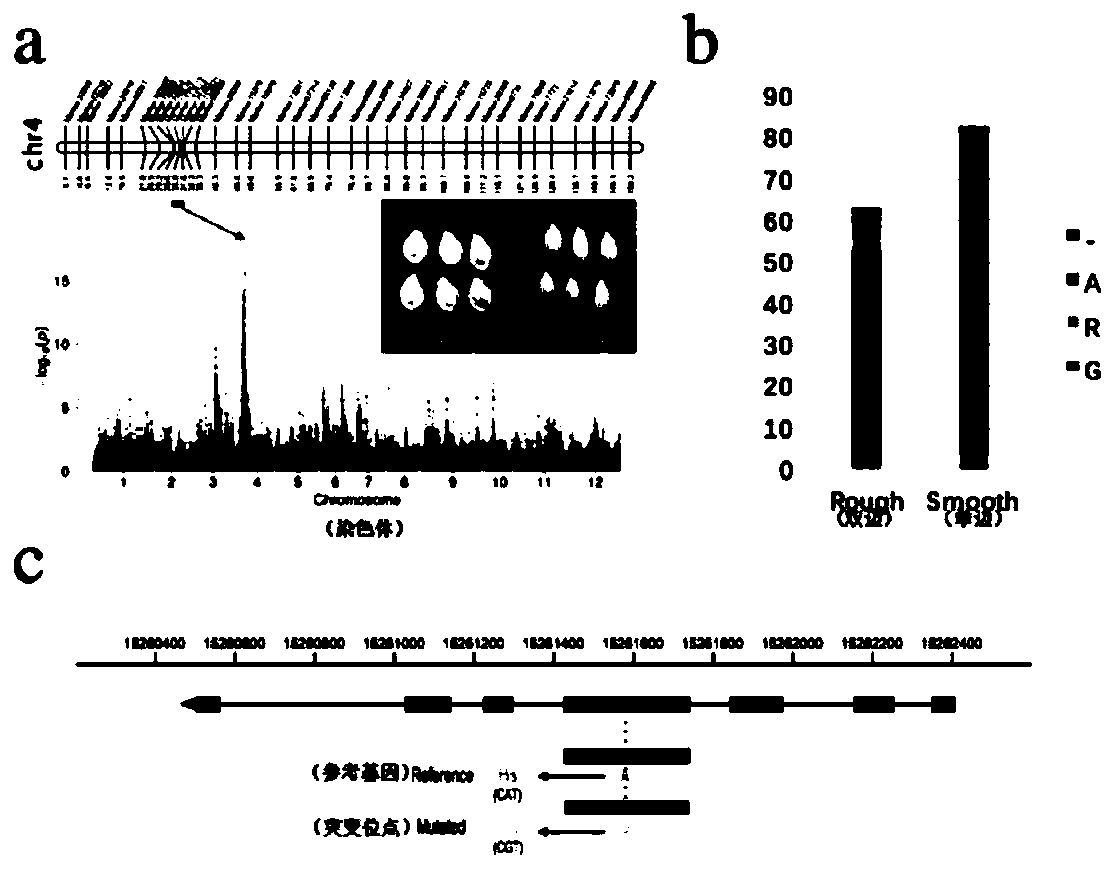 A kind of SNP molecular marker of wax gourd seed type gene and its application