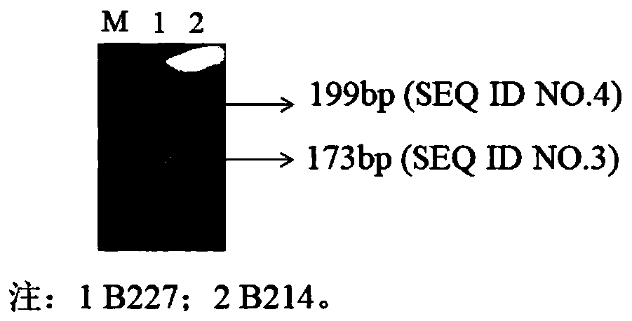 A kind of SNP molecular marker of wax gourd seed type gene and its application