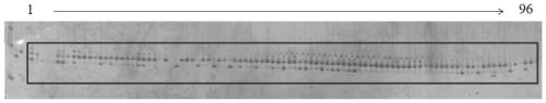 A kind of SNP molecular marker of wax gourd seed type gene and its application