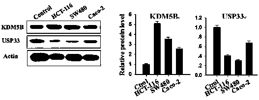 Mutant ubiquitination-specific protease 33 gene and its application