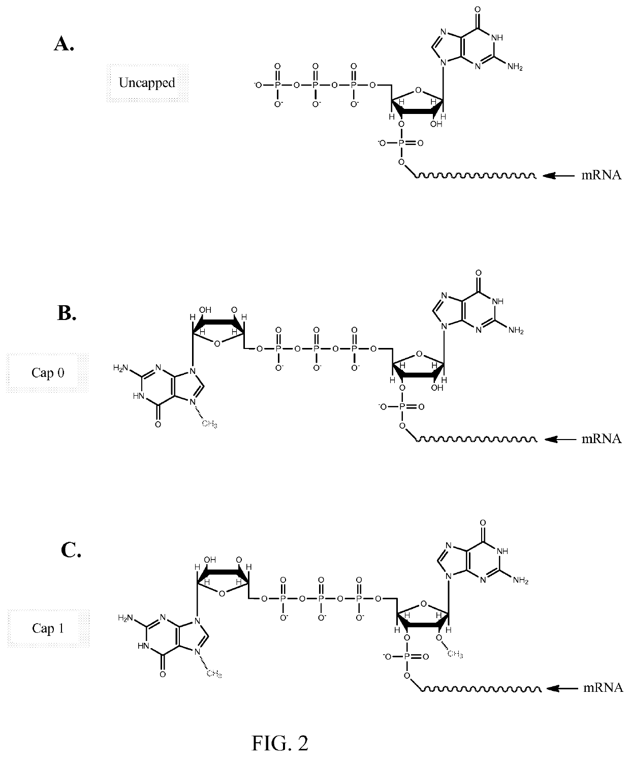 Quantitative assessment for cap efficiency of messenger RNA