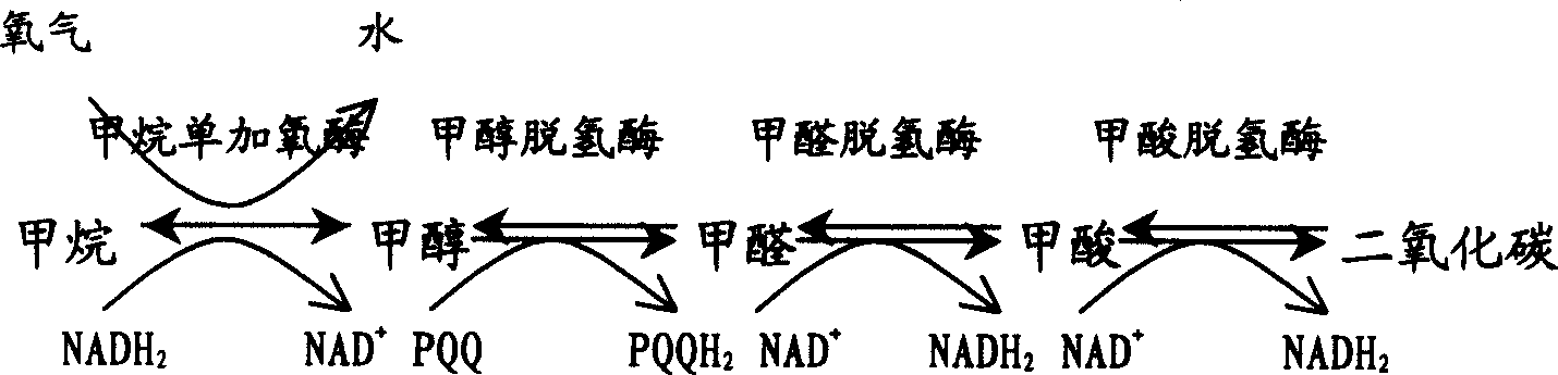 Method for preparing methanol from methane by biological catalysis