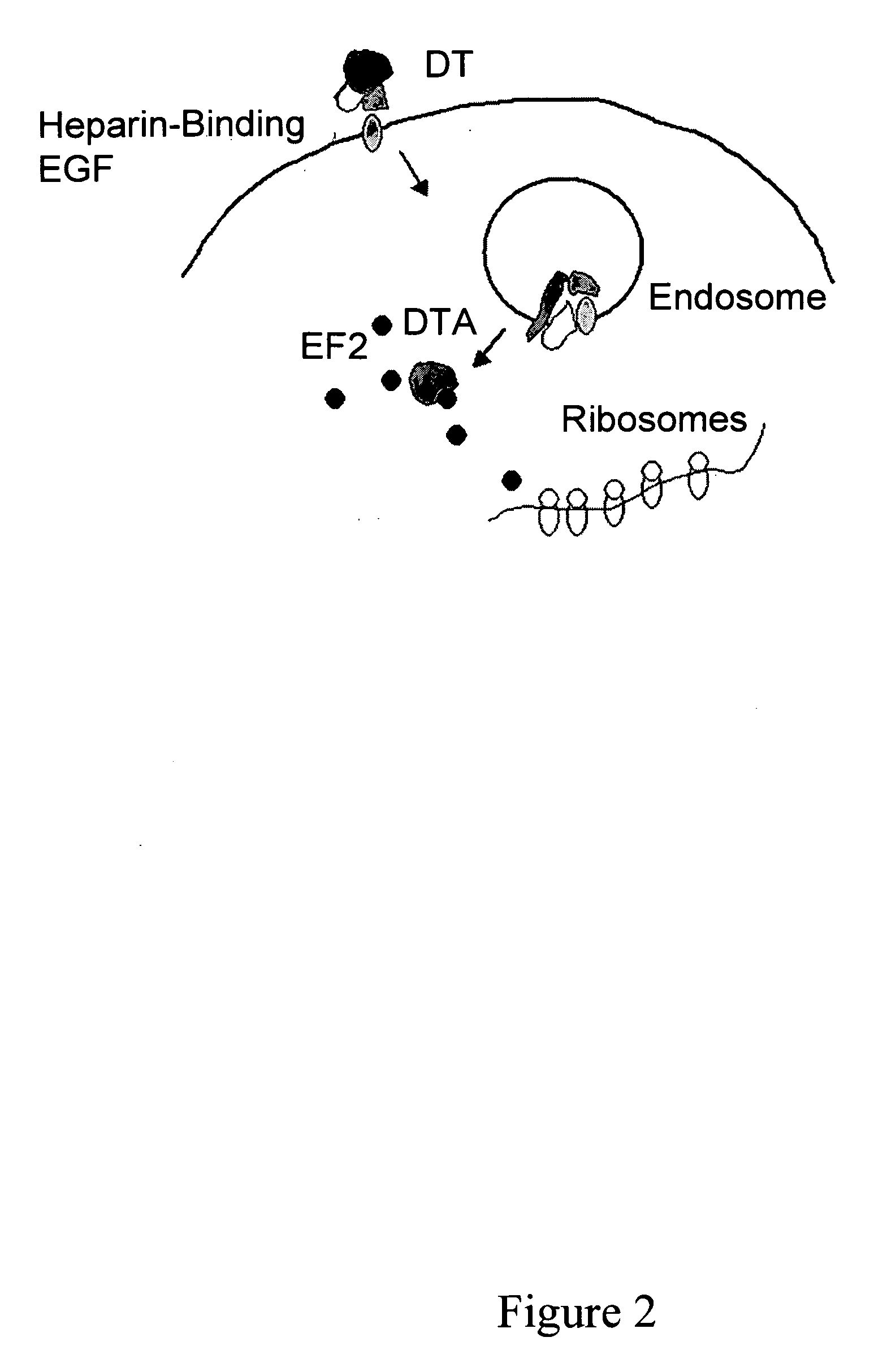 Methods and compositions based on diphtheria toxin-interleukin-3 conjugates