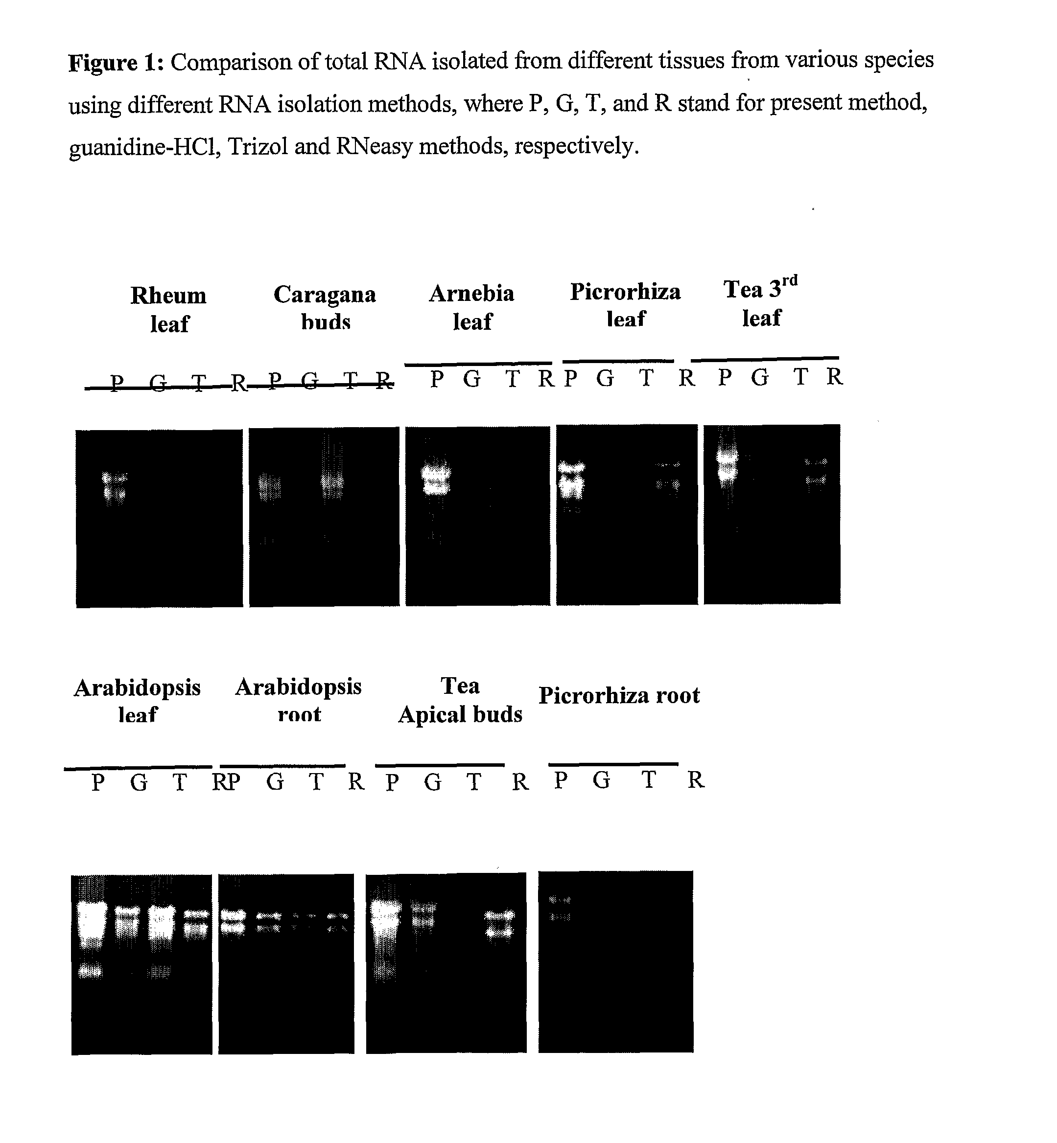 Method for rapid isolation of RNA and a kit thereof