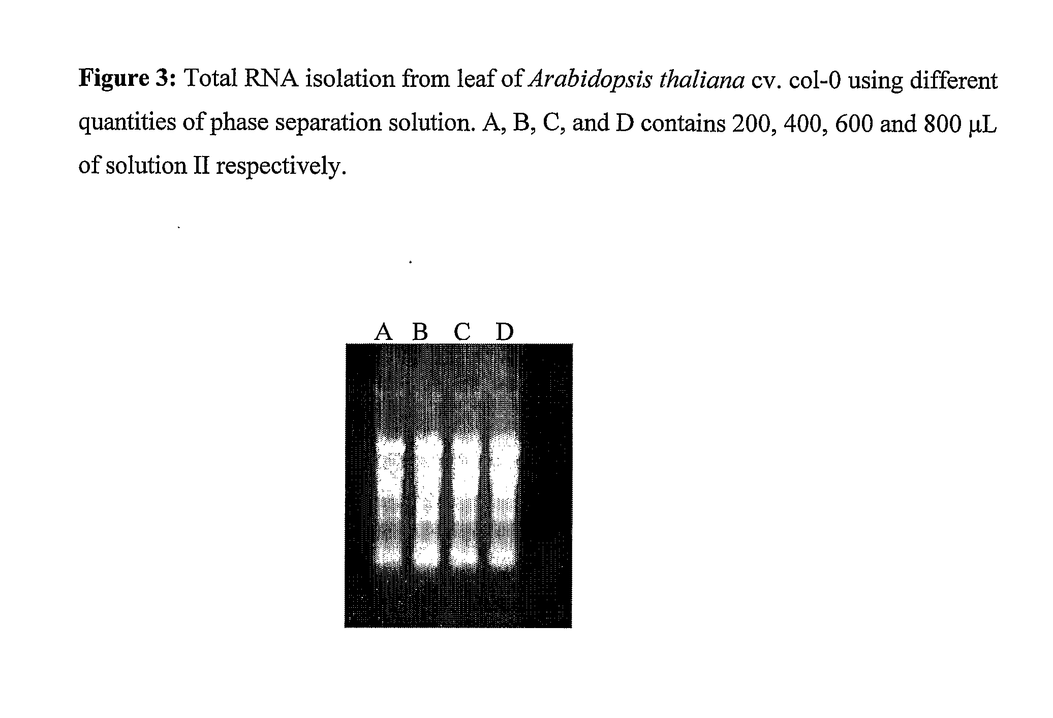 Method for rapid isolation of RNA and a kit thereof