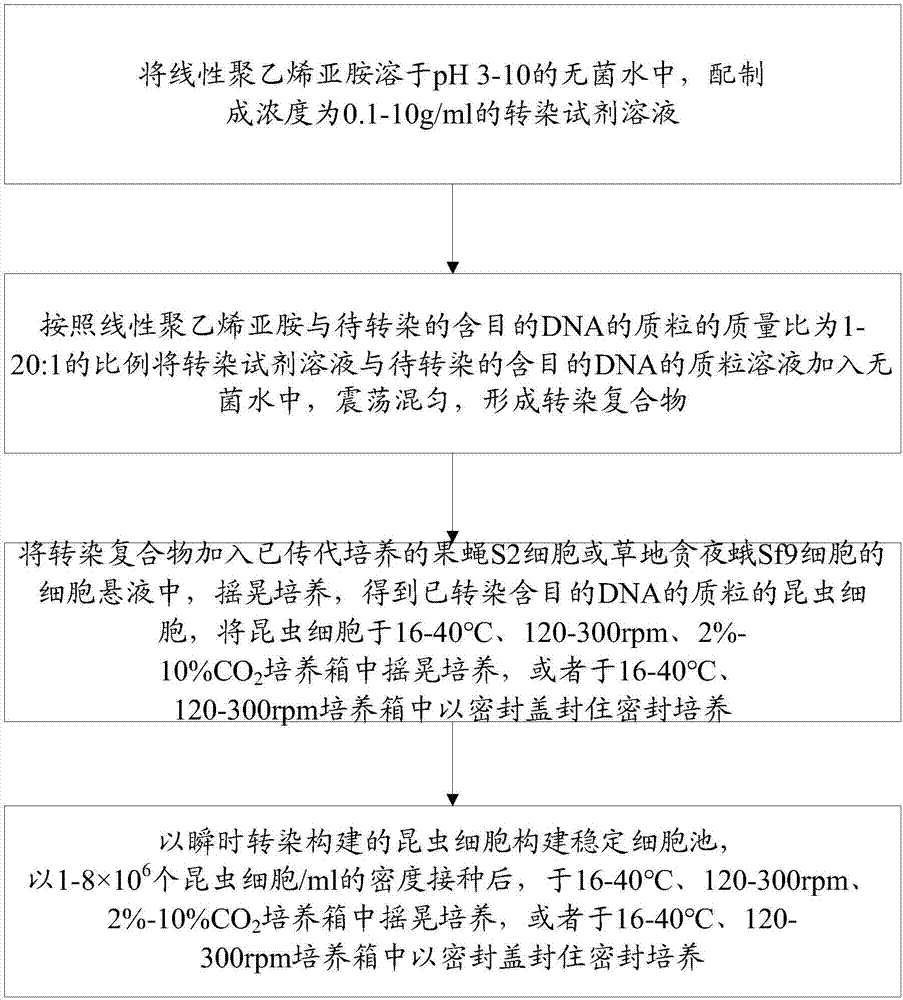 Method for improving transient transfection of insect cell and stably expressing protein expression quantity