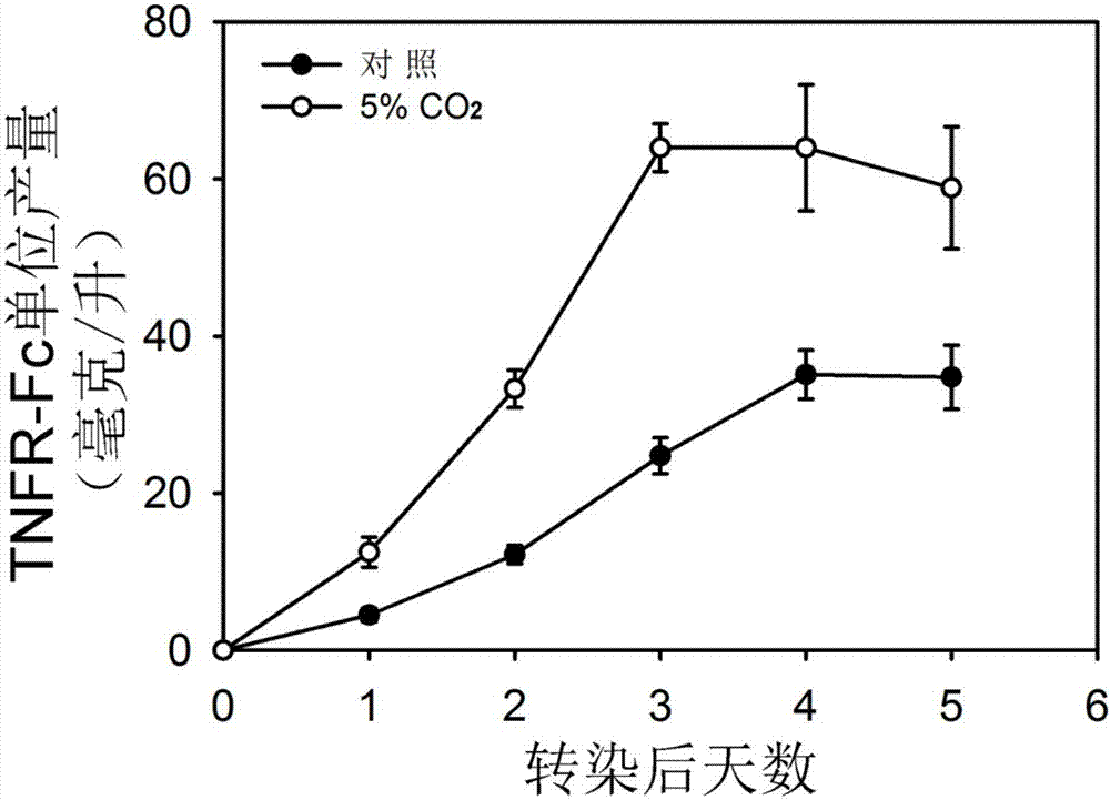 Method for improving transient transfection of insect cell and stably expressing protein expression quantity