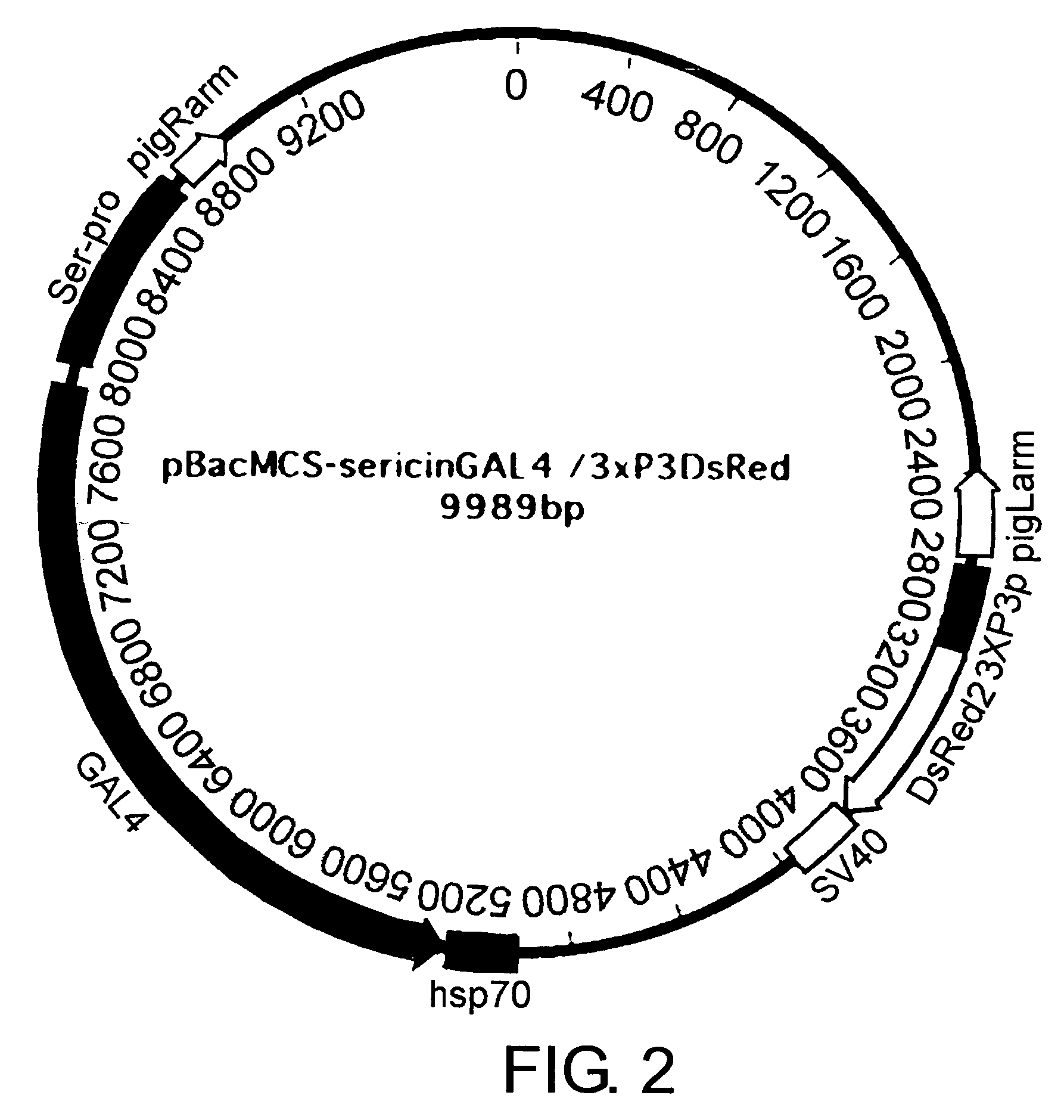 Methods for producing proteins using silkworm middle silk gland-specific gene expression system