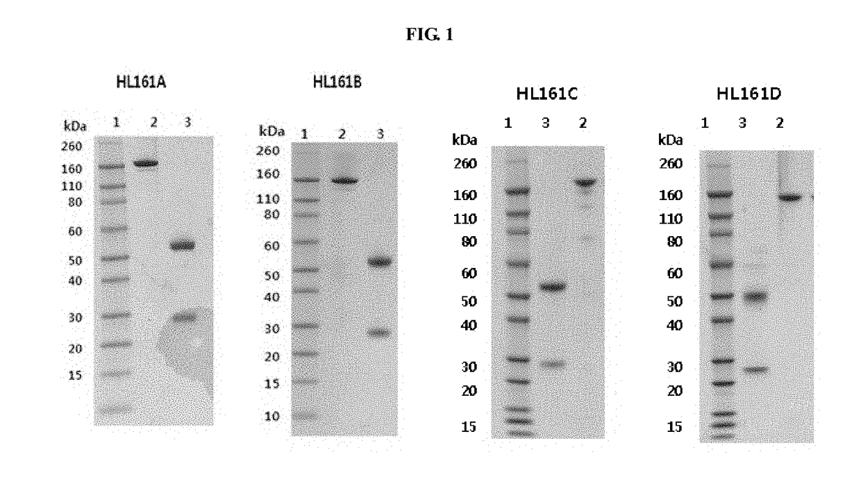 Antibody binding to fcrn for treating autoimmune diseases