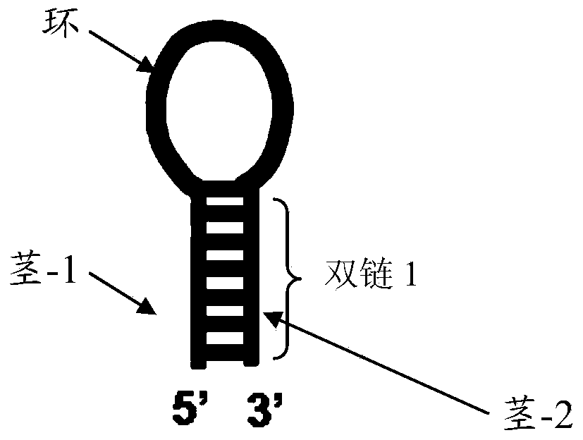 Chemiluminescence reaction-based methylase detection probe, detection kit and detection method