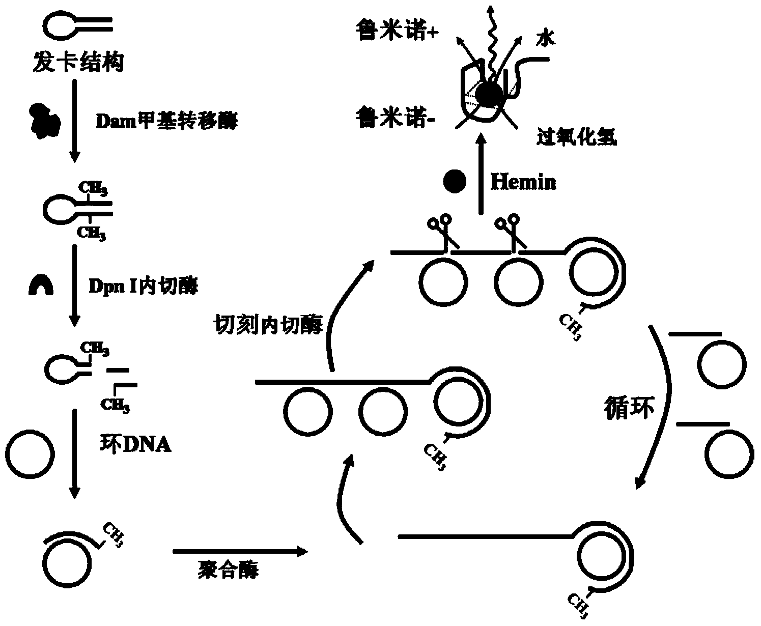 Chemiluminescence reaction-based methylase detection probe, detection kit and detection method