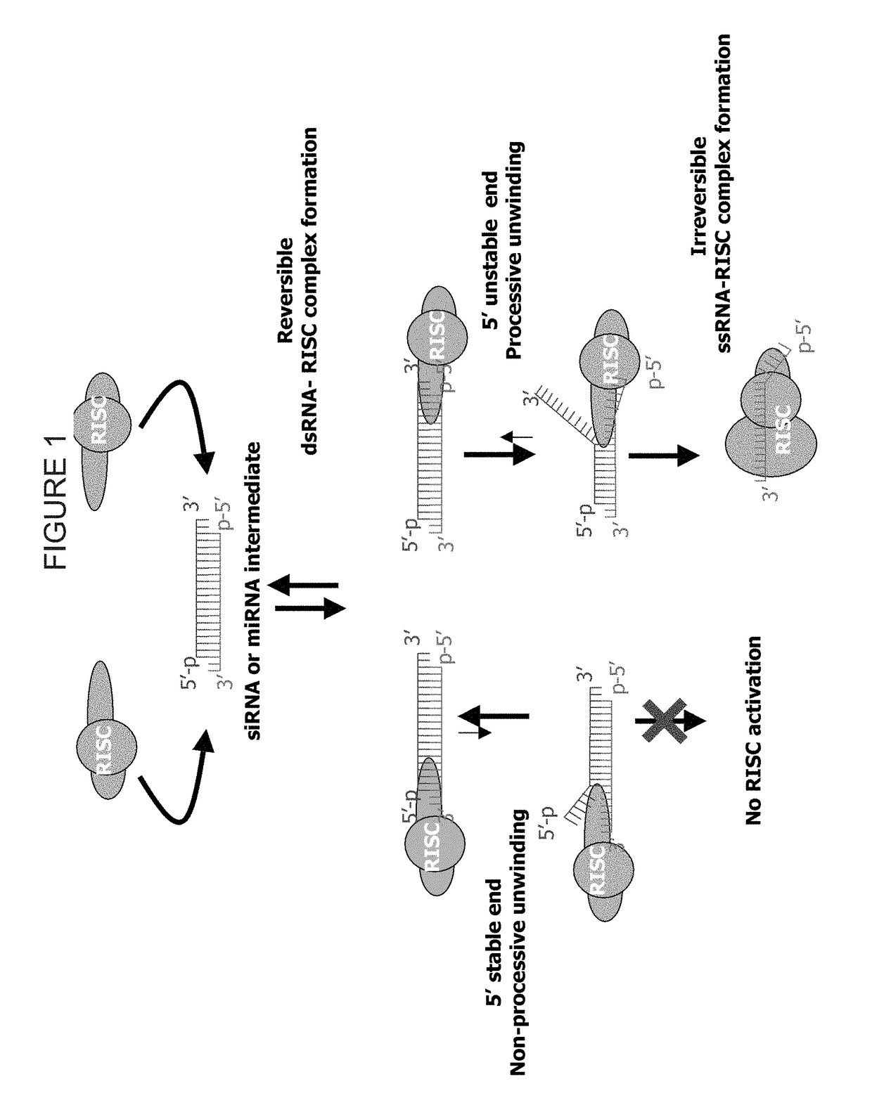 Methods and Compositions for Selecting siRNA of Improved Functionality